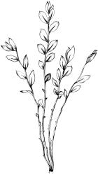 Epipterygium opararense, habit. Drawn from holotype, A.J. Fife 7047, CHR 405896.
 Image: P.A.  Brooke © Landcare Research 1990 CC BY 4.0